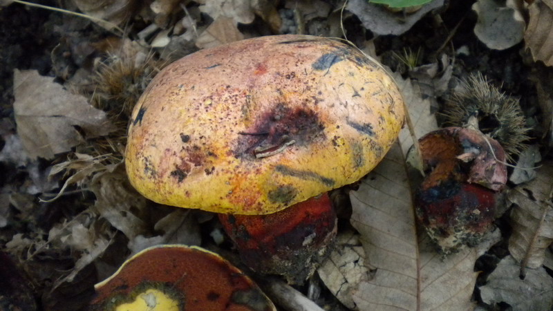 Quale boletus??